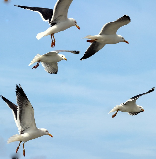 Meeuwen op Texel