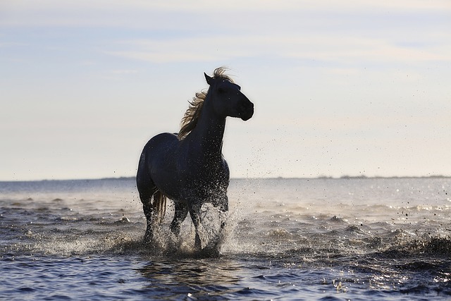 Paardrijden Texel