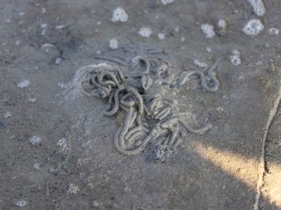 wadlopen zeepier Texel